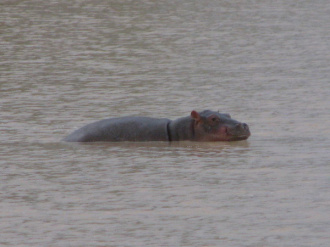 05 Jeune Hippopotame